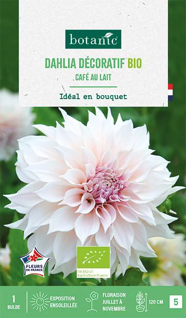 Bulbe de fleurs Dahlia décoratif Café au lait bio botanic® - 1 bulbe