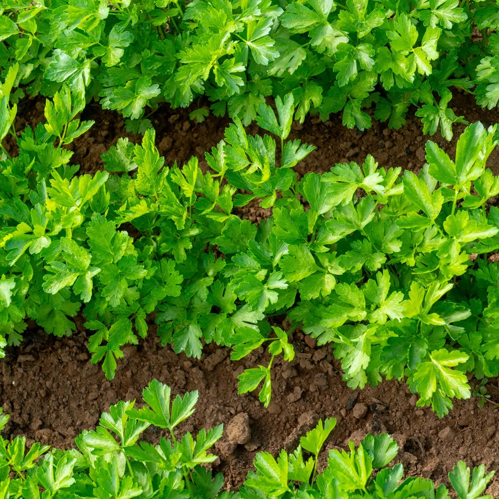 Plant de Persil plat - commun Petroselinum crispum