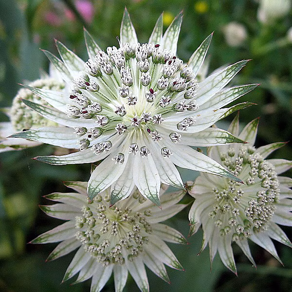 6 x Grande Astrance 'Snowstar' – Astrantia major 'Snow Star', godet 9cm x 9cm