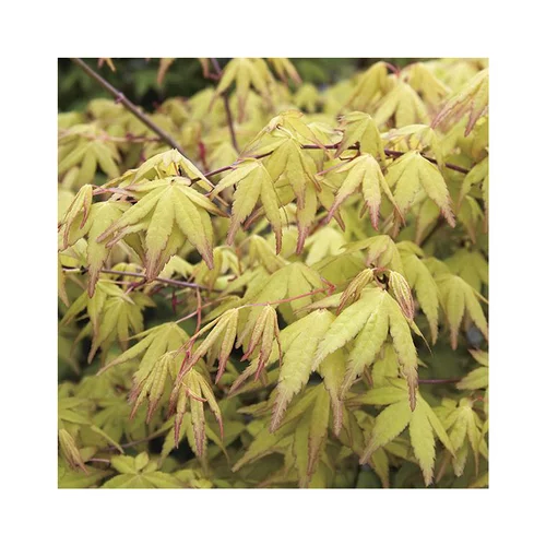 Erable du Japon (ACER PALMATUM UENO YAMA ) Le pot de 30 litres