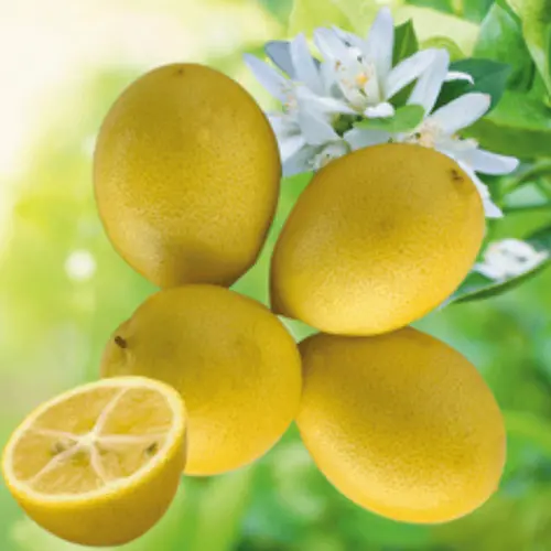 Limequat coloris orange - 2,5 L