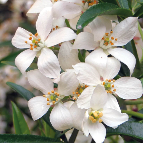 CHOISYA TERNATA - POT DE 5L