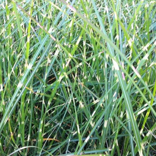 Eulalie Pünktchen Miscanthus sinensis pünktchen