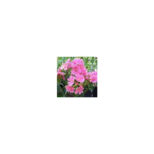Lewisia Cotyledon - Le pot de 2 litres