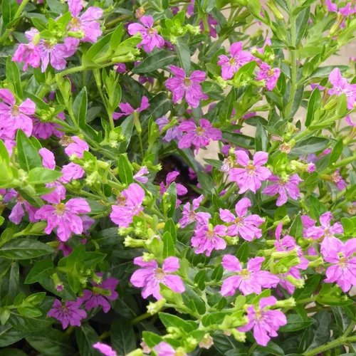 Cuphea ou Bruyère du Mexique à fleurs multicolores - Le pot de 0,5 litre