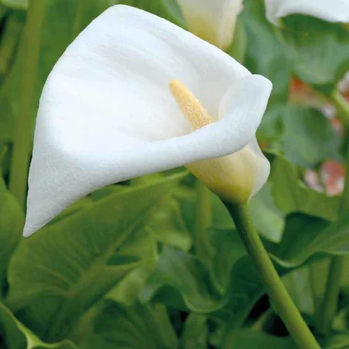 Arum d’Éthiopie godet 9x9 cm