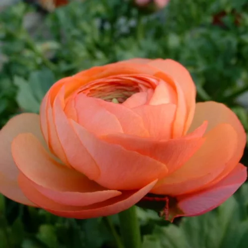 Renoncule. La jardinière de 40 cm