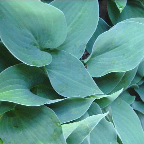 Hosta Sieboldiana - Le pot de 5 litres