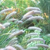 Pennisetum Villosum - Le pot de 4 litres