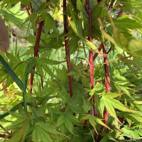 Érable du Japon Sangokaku Senkaki vert. Le pot de 30 litres, 150/+ cm