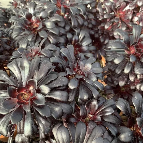 Aeonium Auropurpurea. Le pot de 15 litres