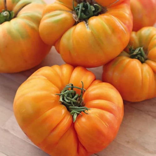 Tomate Côtelee Ananas Bio. La barquette de 3 plants