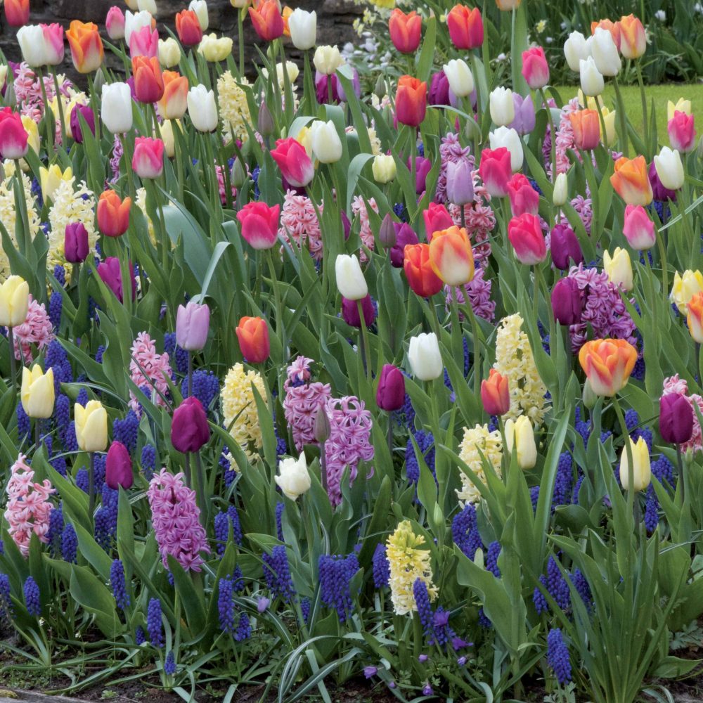 60 Bulbes pour massif multicolore en mélange Tulipa pastel, Hyacinthus, Muscari armeniacum