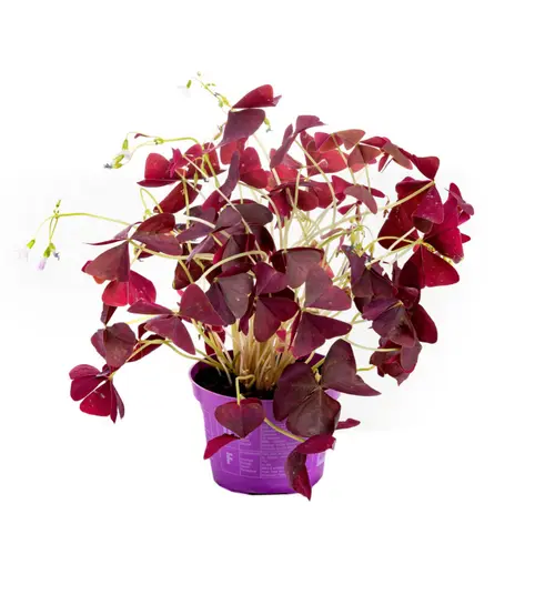 Oxalis pourpre violet. Le pot Ø 12 cm
