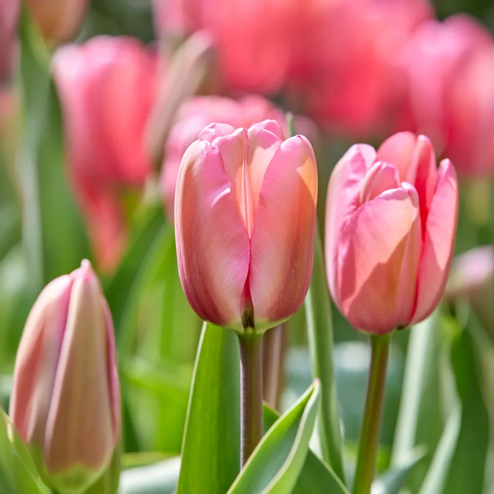 Tulipe Pink Impression Tulipa Pink Impression