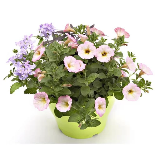 Mélange confetti - Le pot de 5 litres
