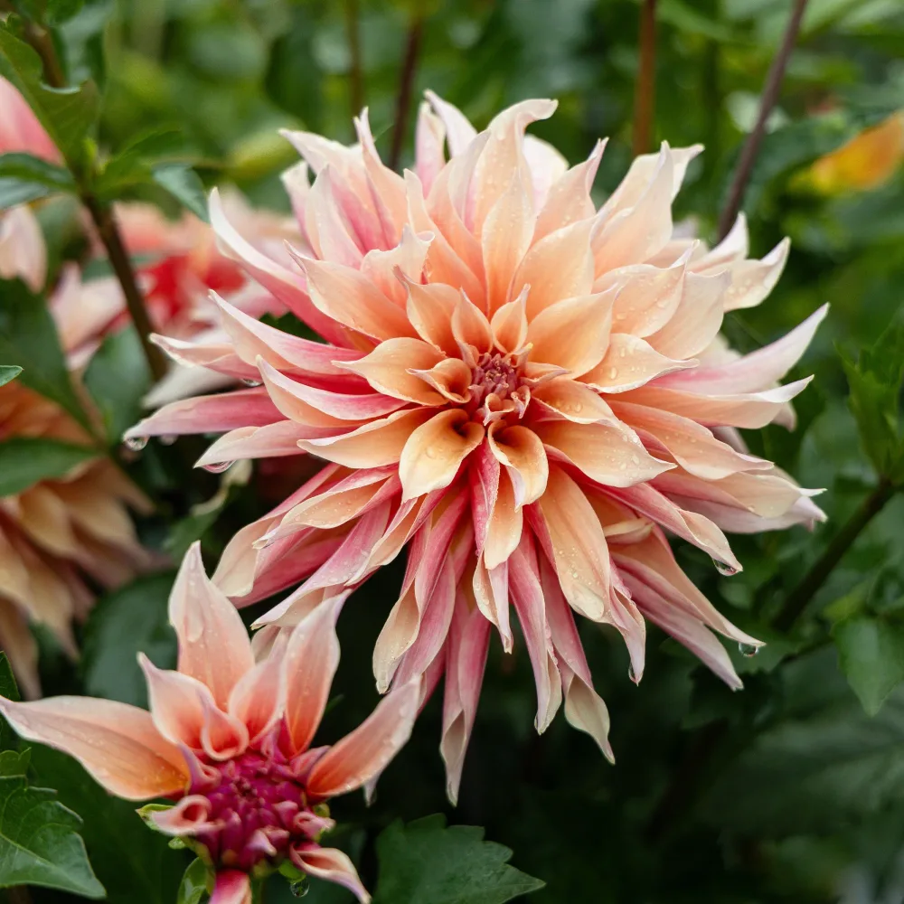 Dahlia décoratifs Labyrinth Dahlia Labyrinth