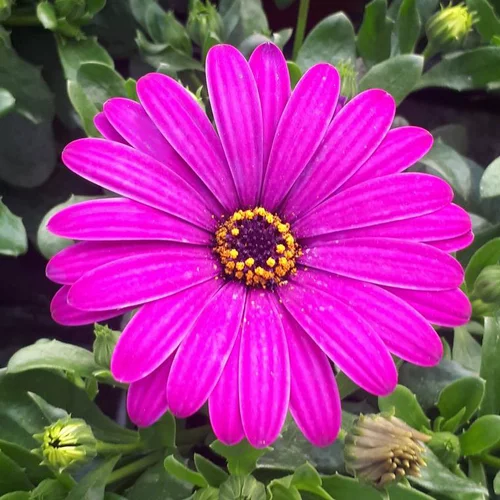Osteospermum (Dimorphoteca) - Le pot de 2,5 litres