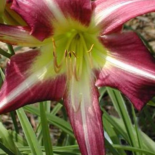 Hemerocalle Peacock Maiden Hemerocallis peacock maiden