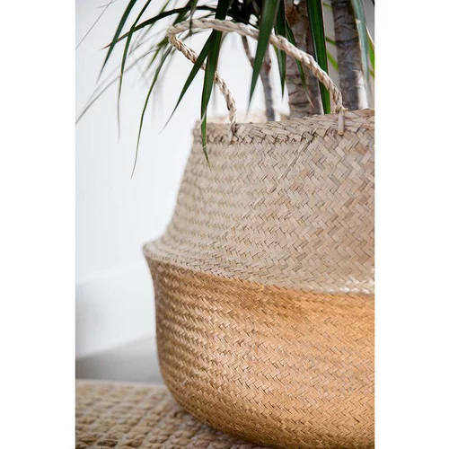 Dracaena Marginata H 140 cm en pot de 24 cm