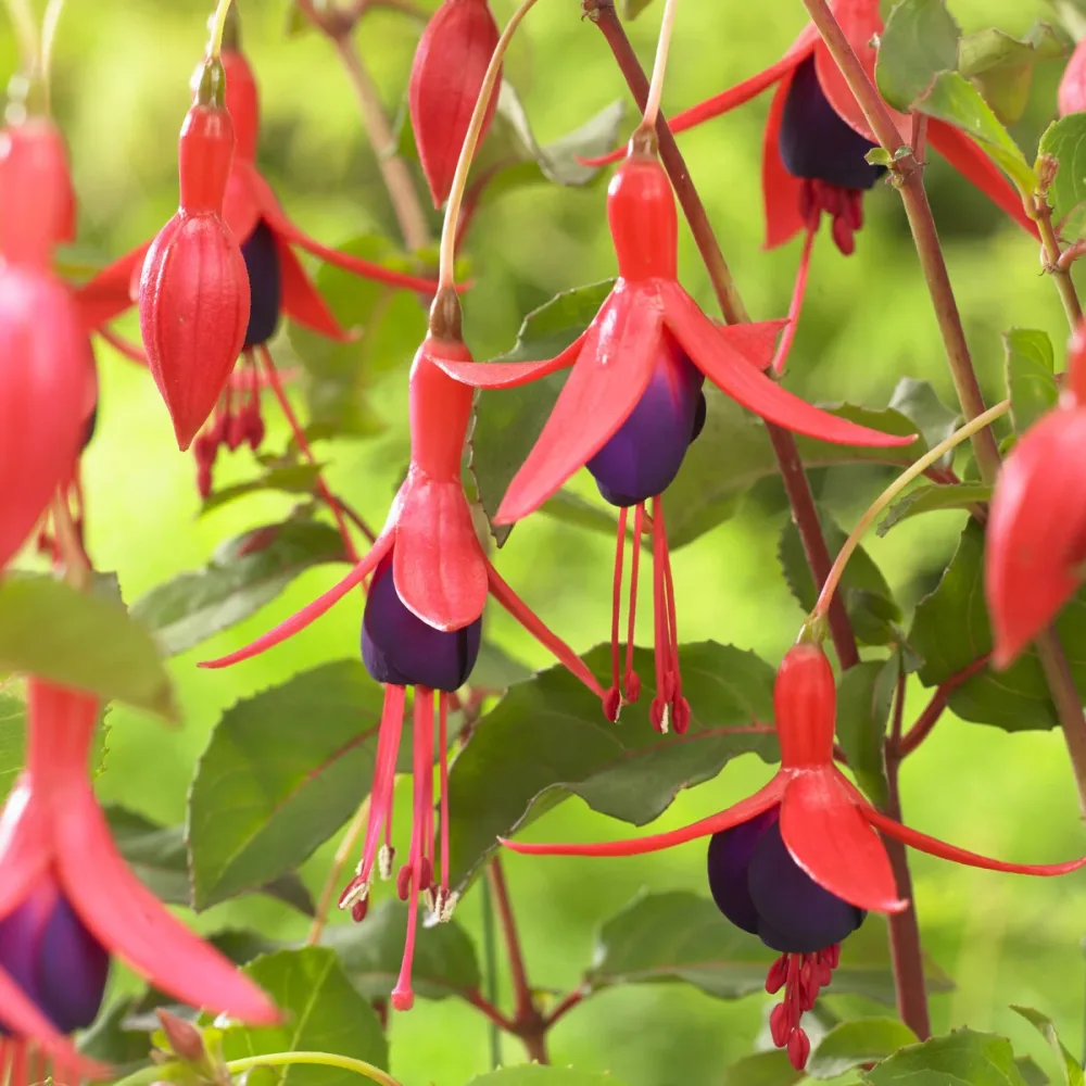 Fuchsia Mrs Popple Fuchsia Mrs Popple