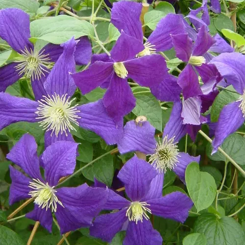 CLEMATITE VITICELLA ETOILE VIOLETTE. Le pot de 3 litres