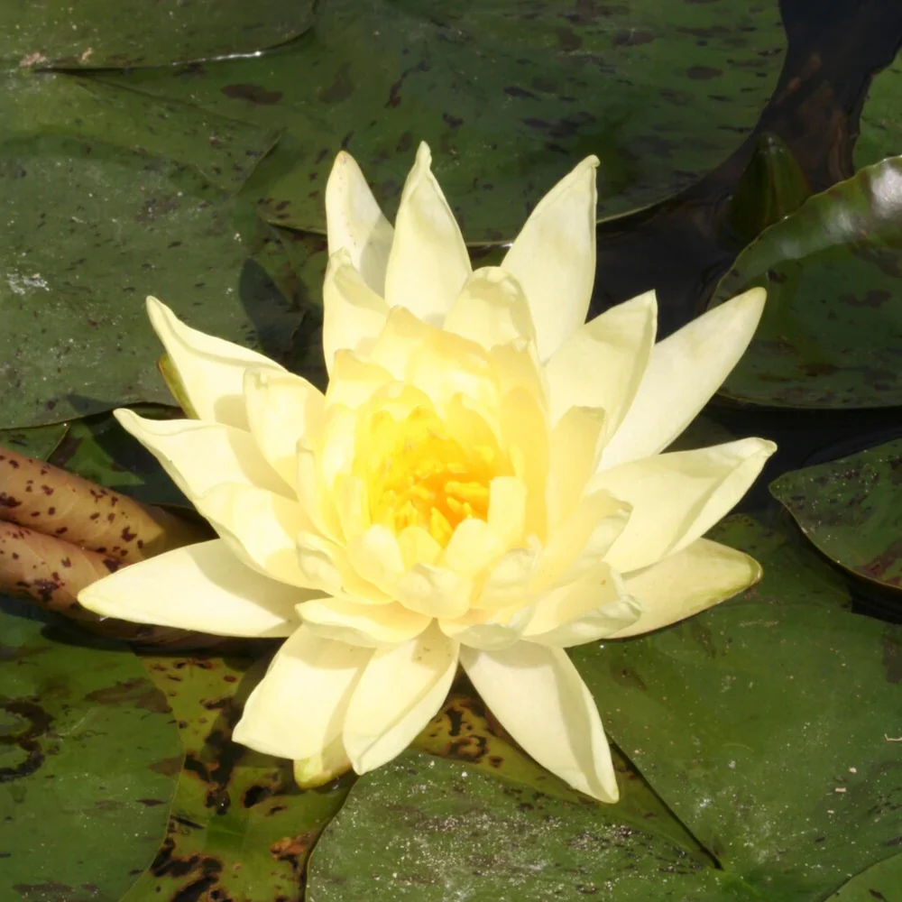 Nénuphar Joey Tomacick Nymphaea joey tomocick