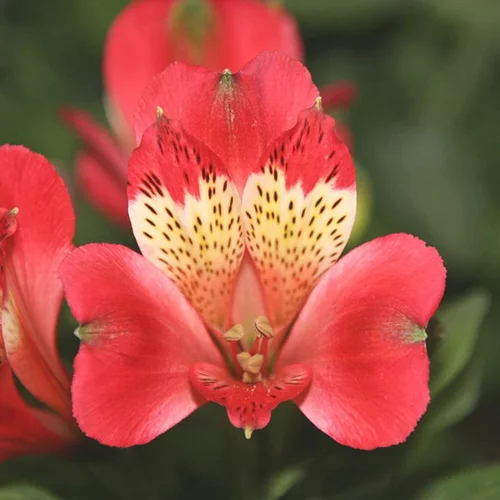 Alstroemère de Jardin 'Stella' - Le pot de 2 litres