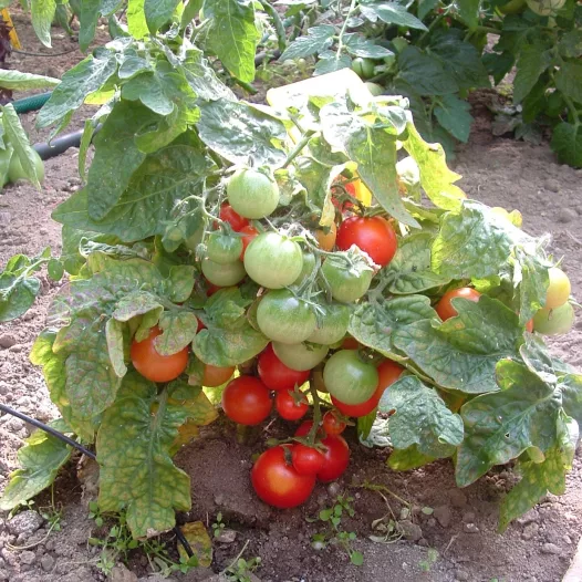 Tomate cerise Red Robin | Semences bio et reproductibles