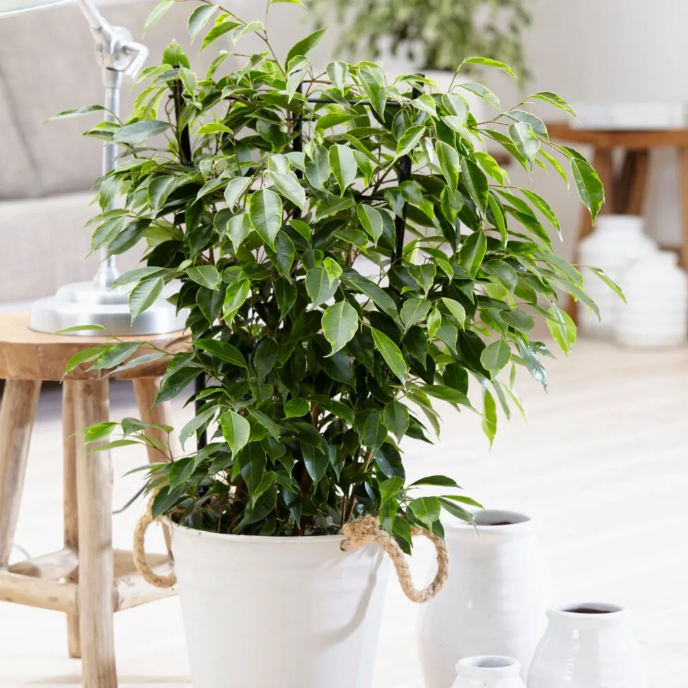 Ficus benjamina Anastasia Ficus benjamina Anastasia