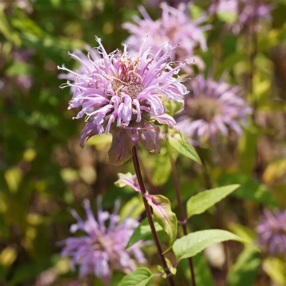 Monarde bradburiana Bergamote sauvage Monarda bradburiana