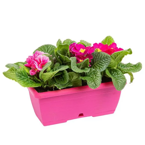 Primula mini jardinière - 25cm