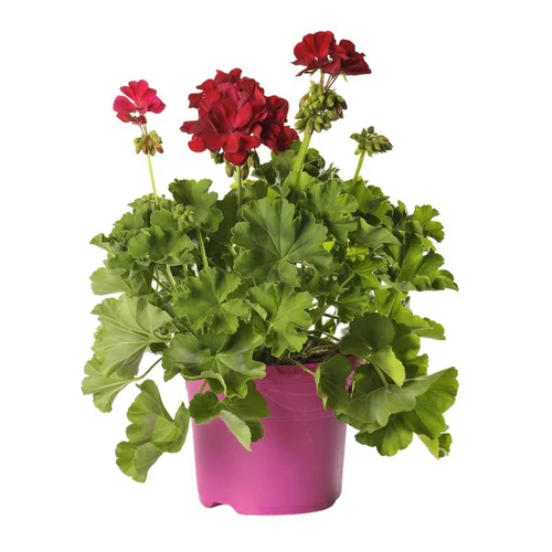 Géranium zonale. Le pot déco de 5 litres