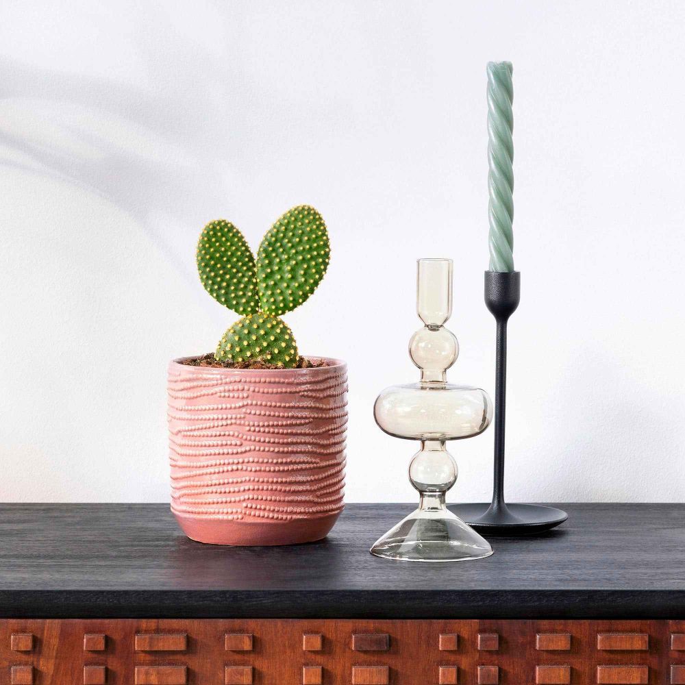 Cactus Opuntia Microdasys Opuntia microdasys