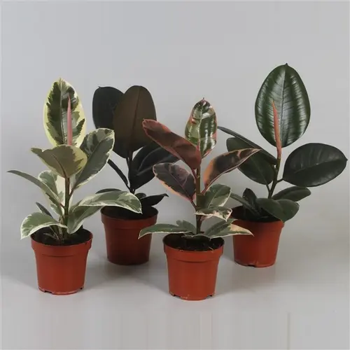 Ficus Elastica mix. Le pot de Ø 12 x H 30 cm