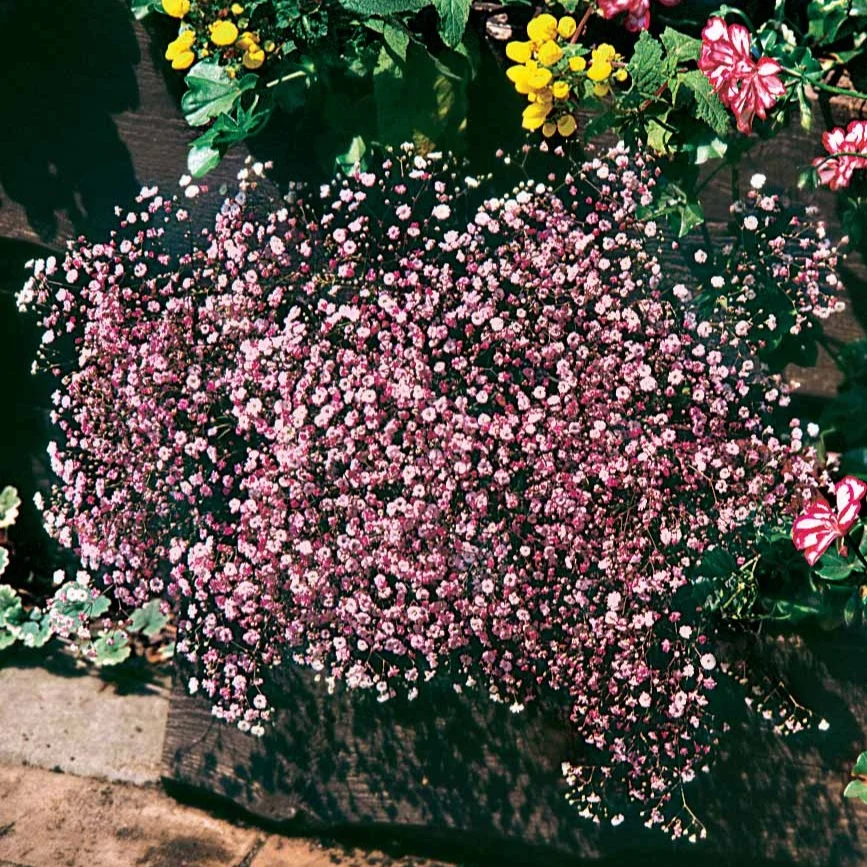 3 Gypsophiles roses Gypsophila pacifica rosea