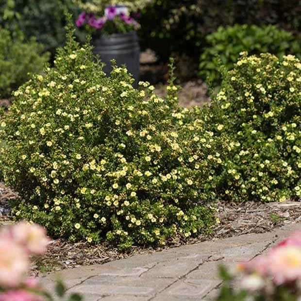 Potentille arbustive Lemon Meringue Potentilla fruticosa lemon meringue