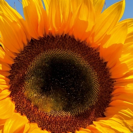 Soleil - Tournesol à fleur simple Tall Sunrich Orange F1 Helianthus annuus tall sunrich orange f1