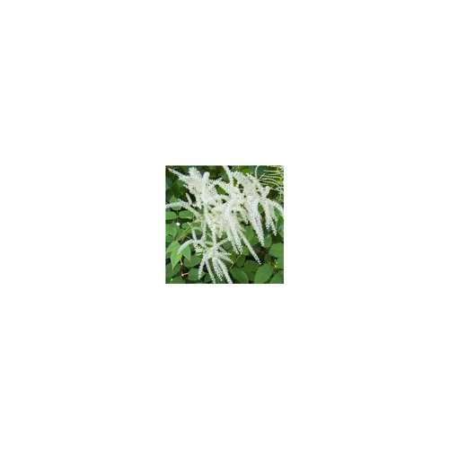 Astilbe - Le pot de 5 litres