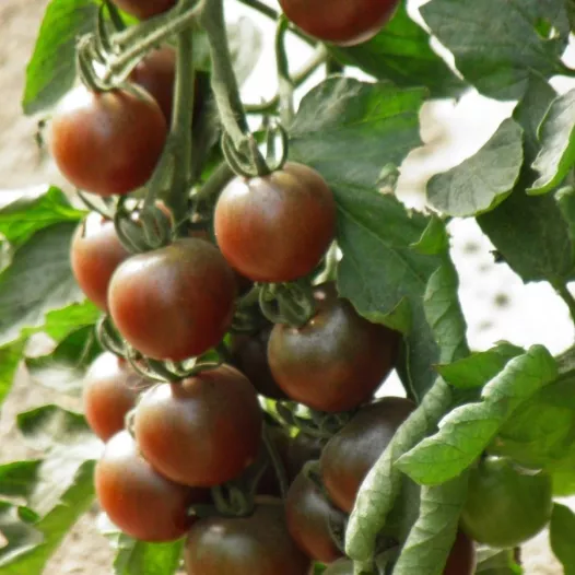 Tomate Black Cherry | Graines bio et reproductibles