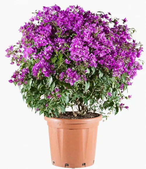 Bougainvillea touffe - Ø 30 cm