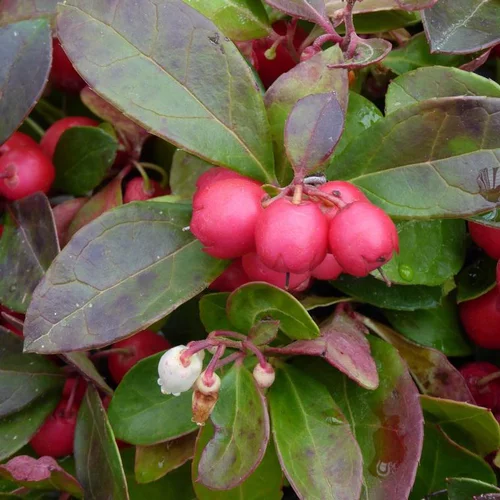 Gaultheria - Le panier déco