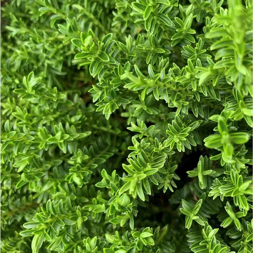 Myrte commune (Myrtus Communis). Le pot de 3 litres