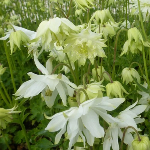 Ancolie des jardins White Barlow Aquilegia vulgaris white barlow