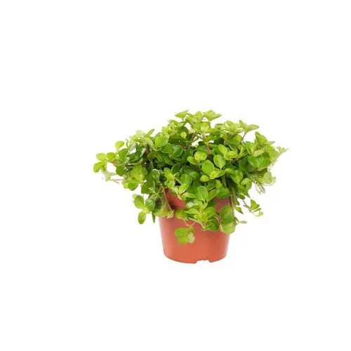 Peperomia rotundifolia. Le pot Ø 12 cm