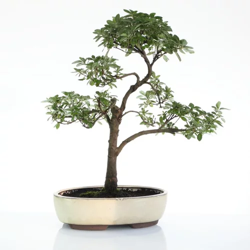 Bonsaï rempoté varié botanic® mix taille 7
