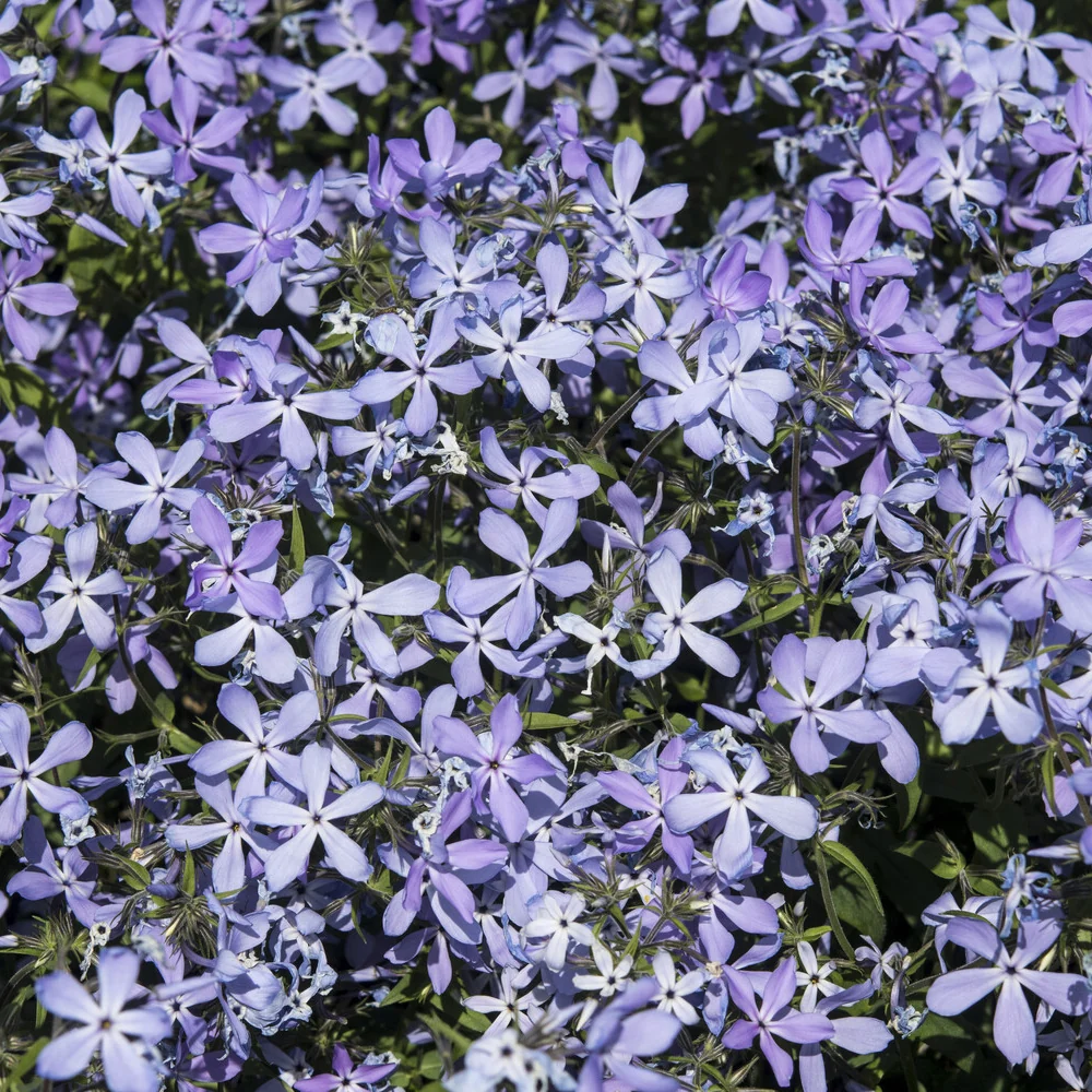 Phlox divaricata Clouds of Perfume Phlox divaricata Clouds of Perfume