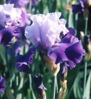 Iris des Jardins - Le pot de 2 litres