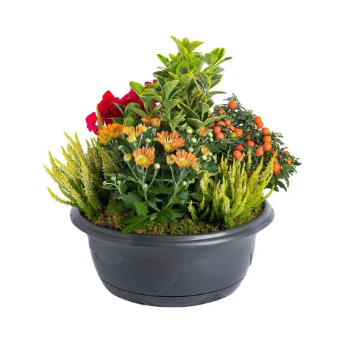 Composition d'extérieur mélange orange rouge - La coupe de 40 cm