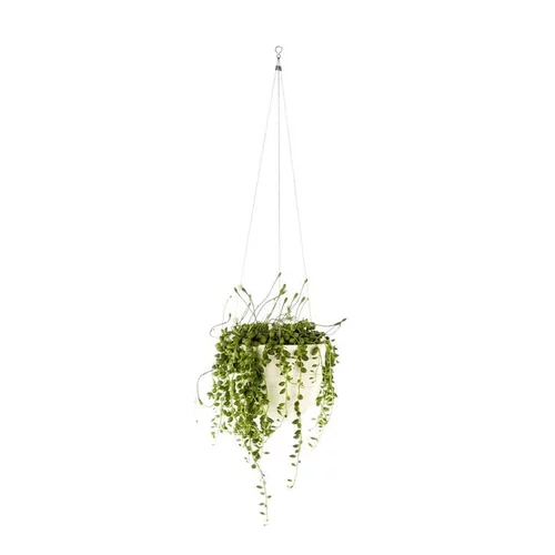 Senecio Rowleyanus suspension Ø14xH30/40 cm